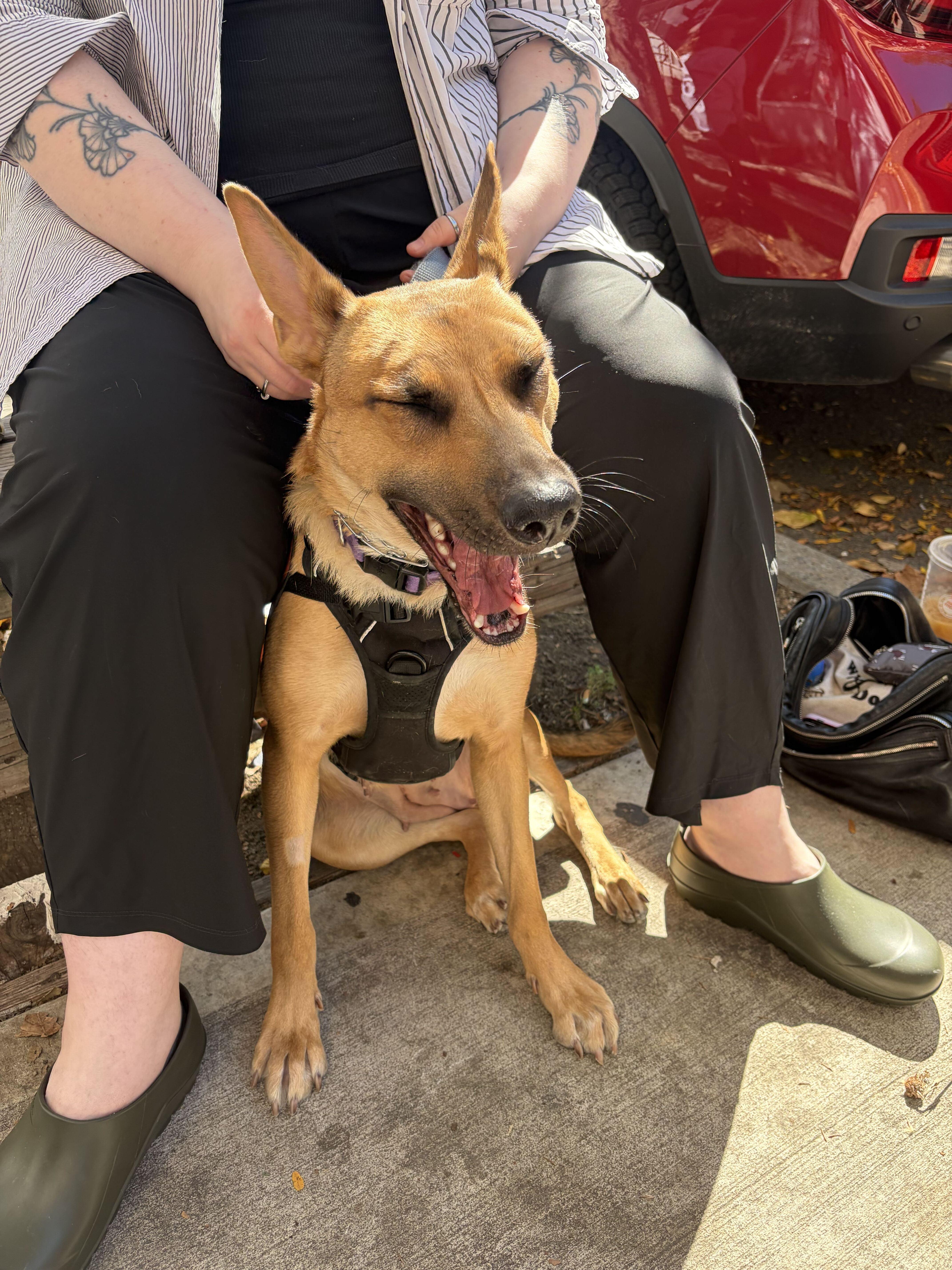 Enlarge Everything Bagel, a Adoptable German Shepherd Dog in Brooklyn, NY image 4/5