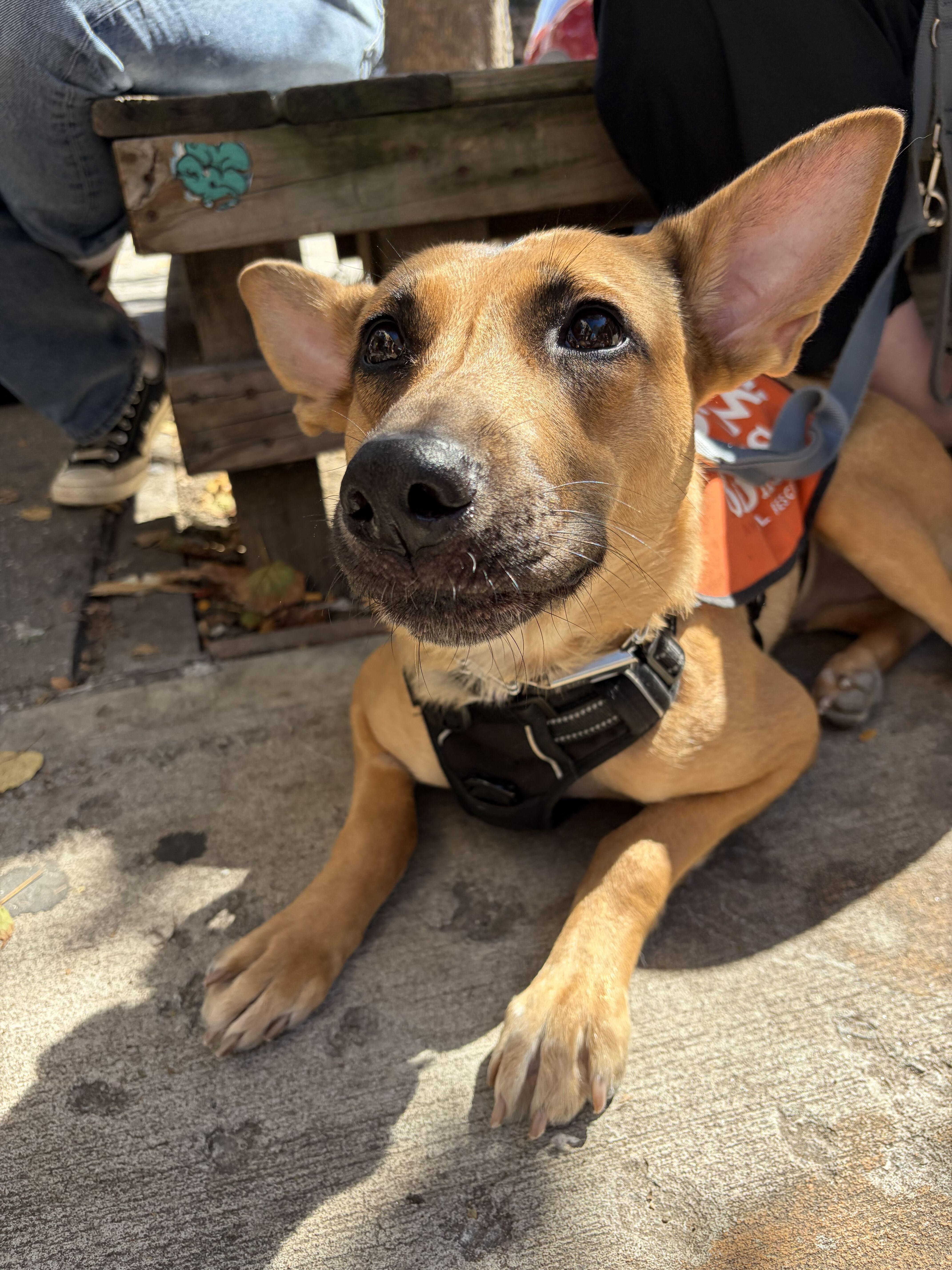 Enlarge Everything Bagel, a Adoptable German Shepherd Dog in Brooklyn, NY image 2/5