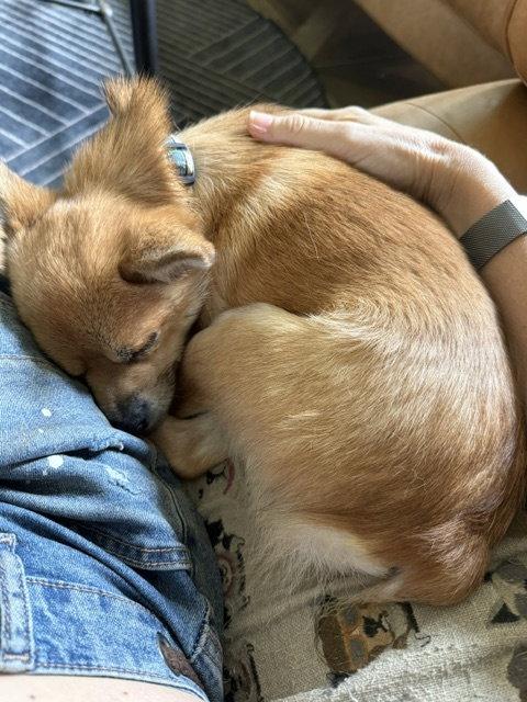 Pepe, Adopted, Adult Male Chihuahua & Pomeranian.