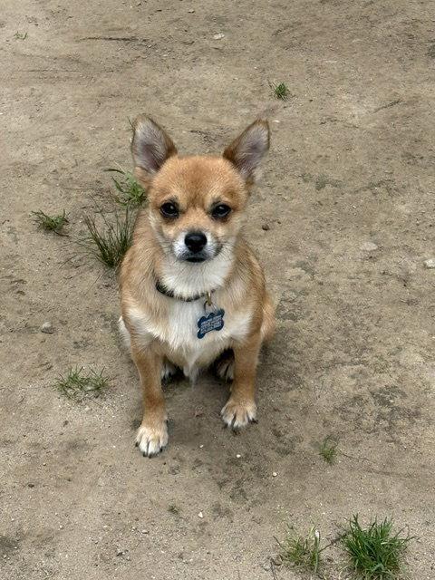 Enlarge Pepe, a Adopted mixed breed in East Derry, NH image 3/3