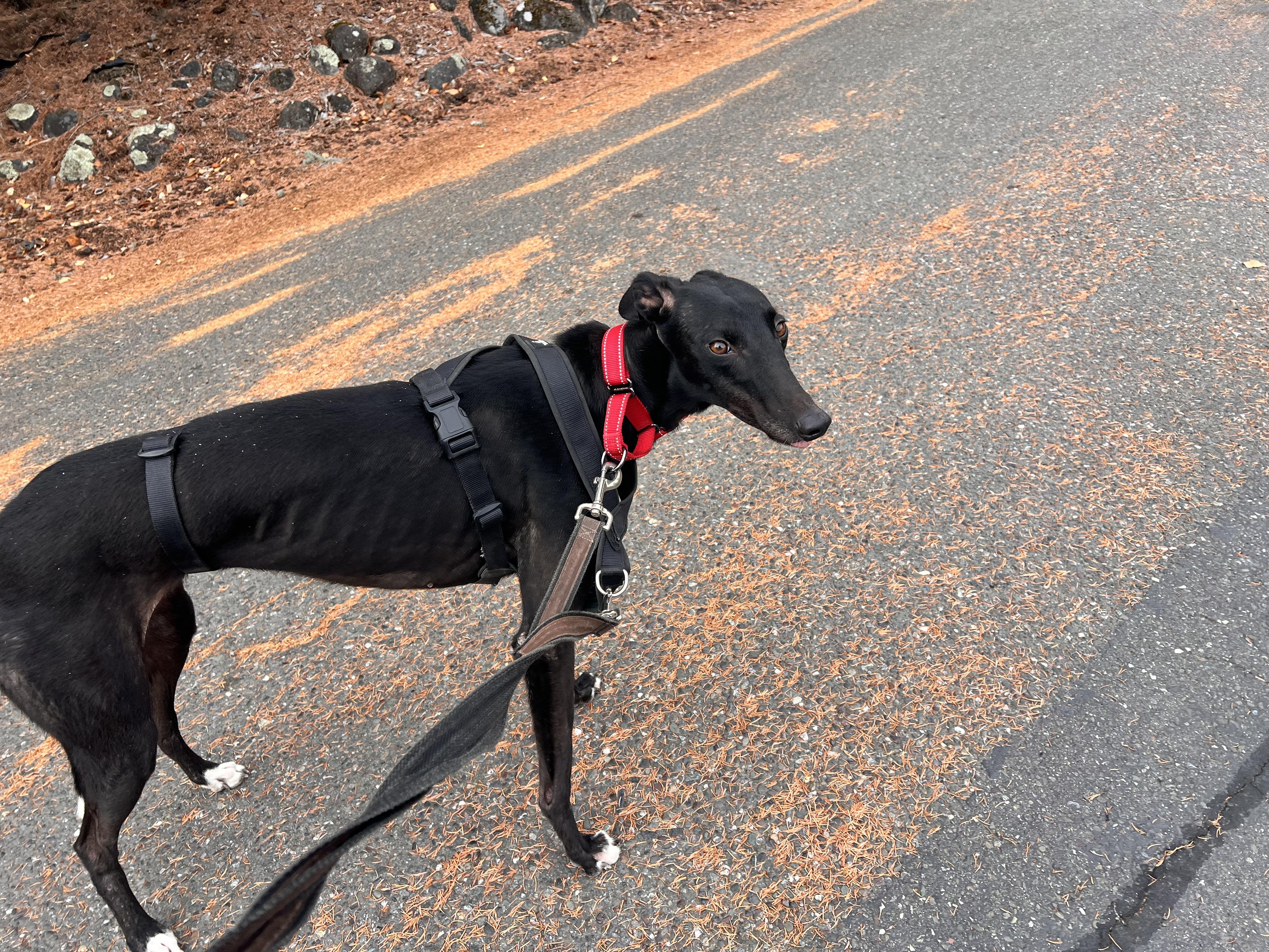 Buttons, Adoptable, Young Female Greyhound.