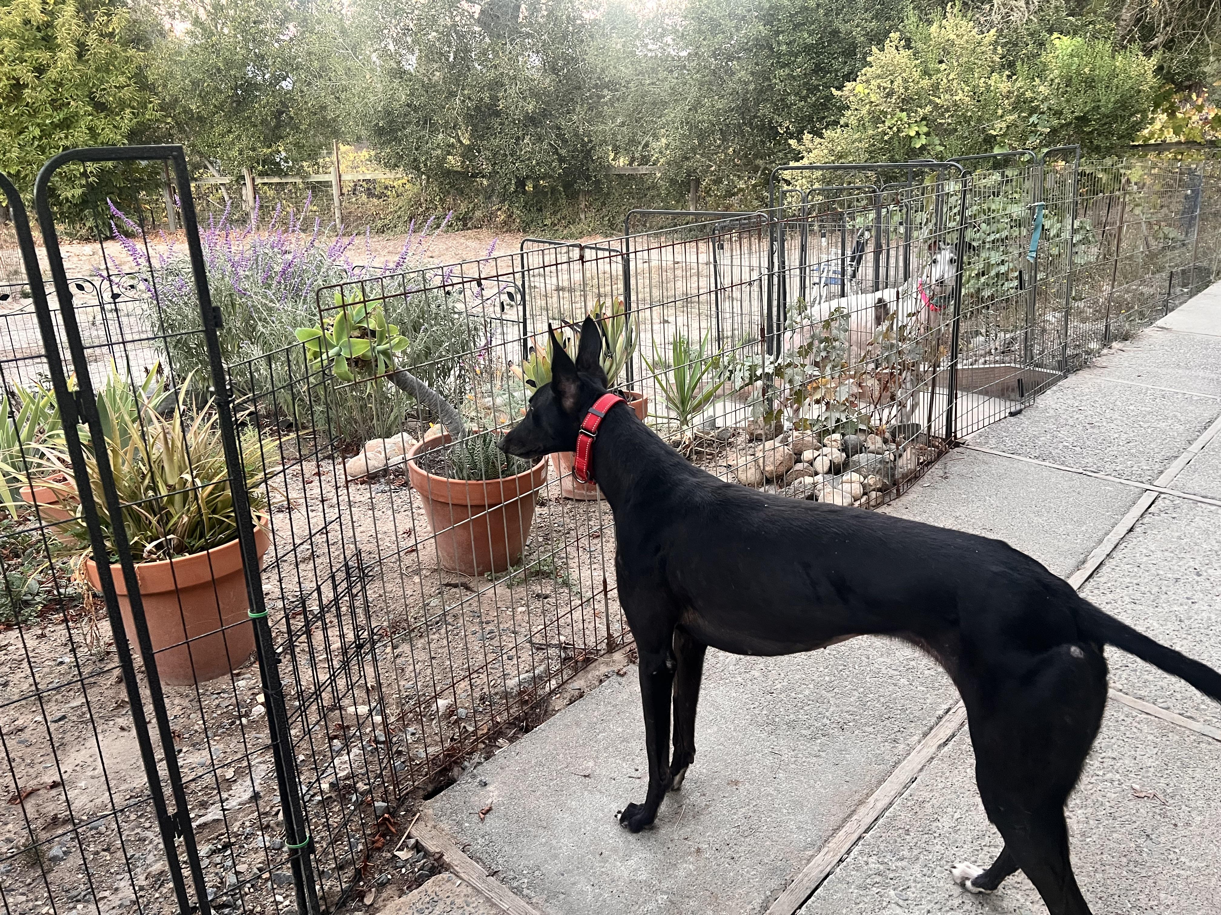 Enlarge Buttons, a Adoptable Greyhound in Santa Rosa, CA image 2/2