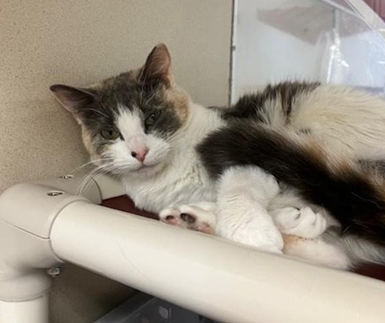 Enlarge ISABELLE, a Adoptable Domestic Short Hair in Springfield, MA image 1/1