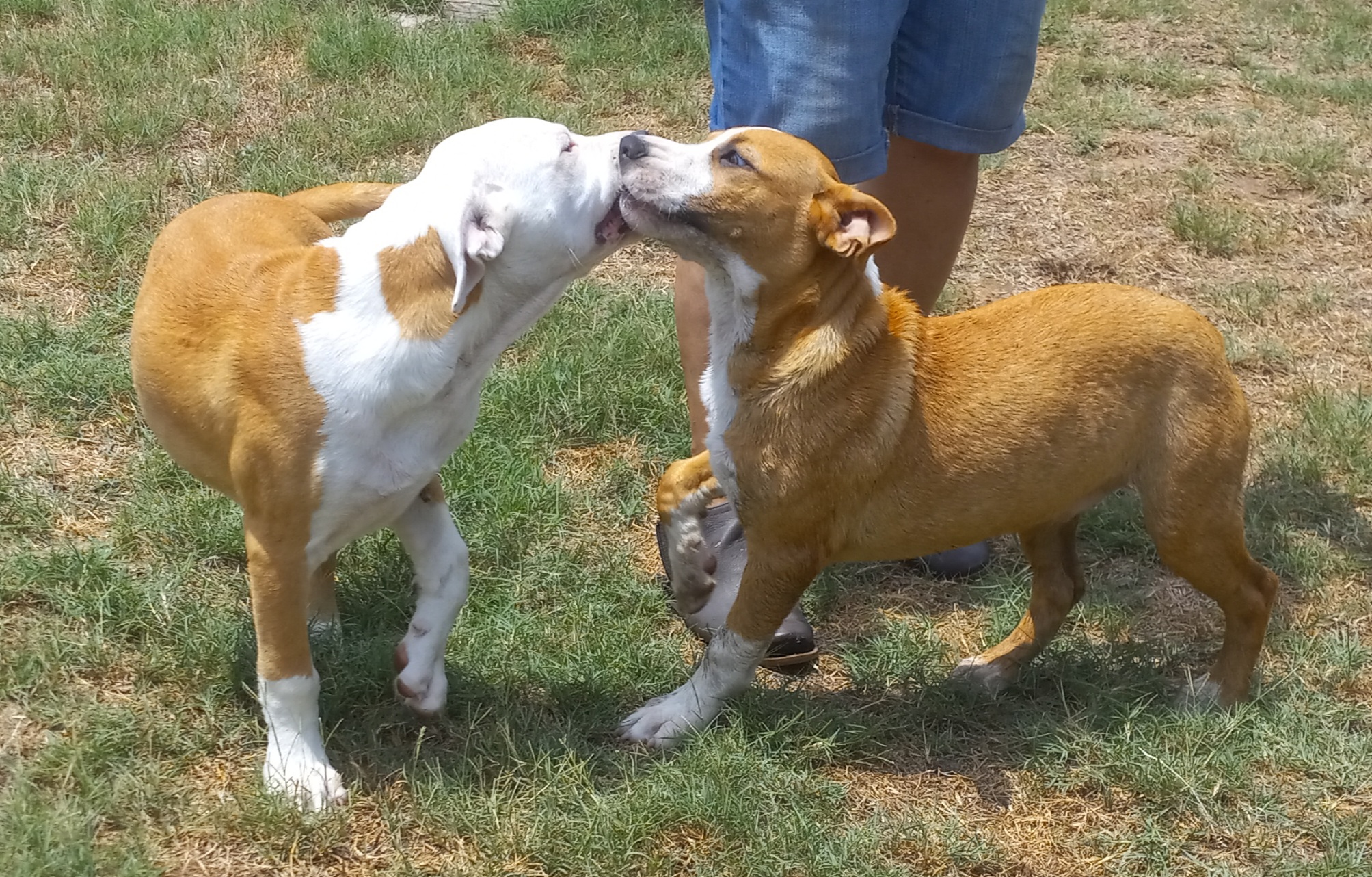 Alejandro, a Adoptable mixed breed in Seguin, TX image 2/6