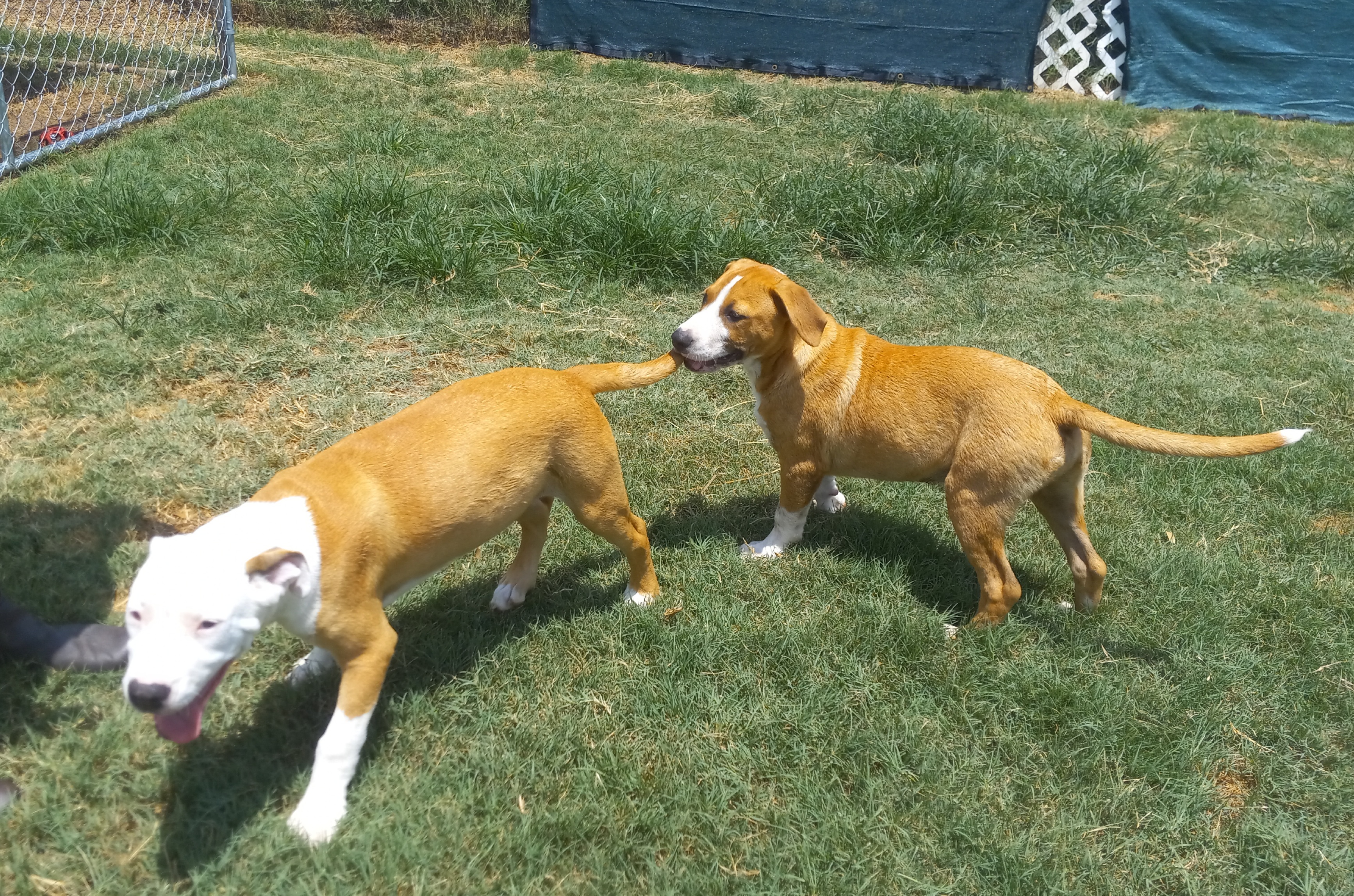 Alejandro, a Adoptable mixed breed in Seguin, TX image 3/6