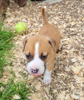 Alejandro, a Adoptable mixed breed in Seguin, TX image 6/6