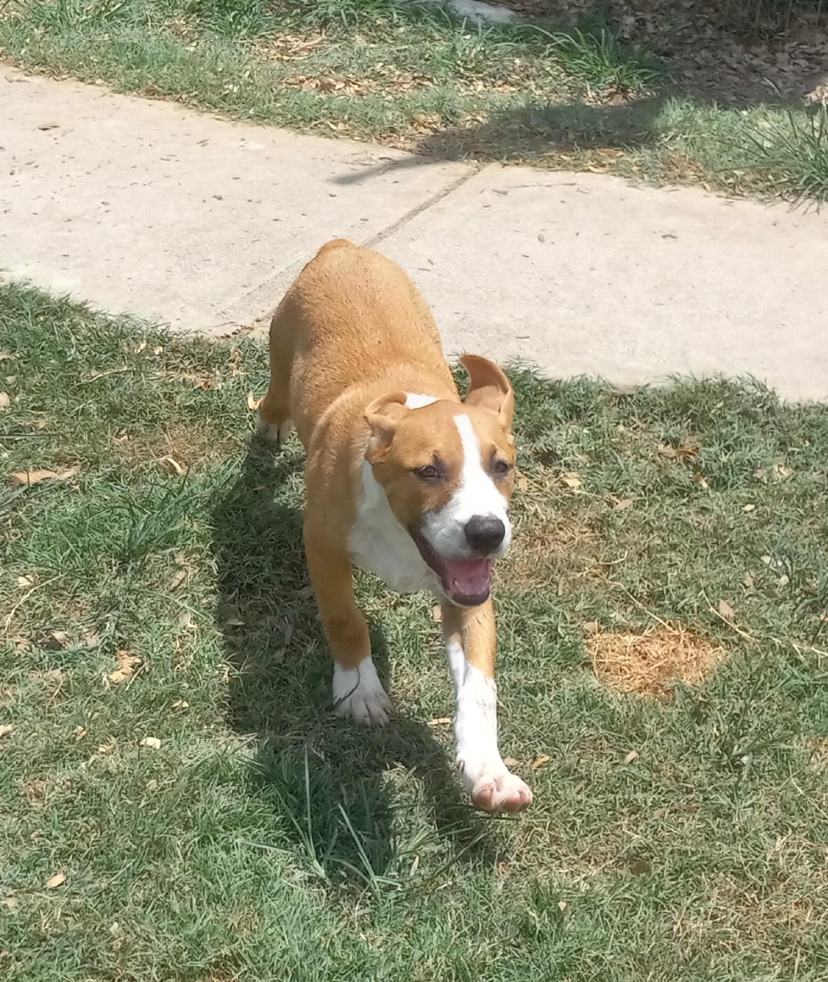 Alejandro, a Adoptable mixed breed in Seguin, TX image 1/6