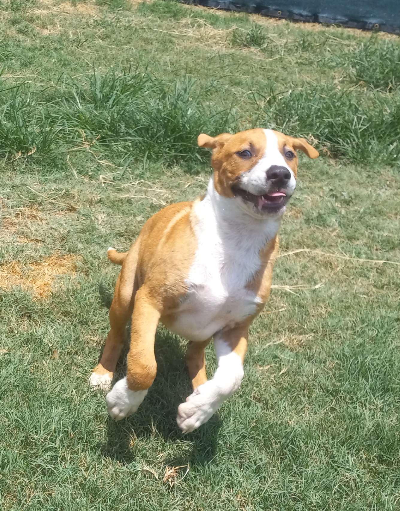 Alejandro, a Adoptable mixed breed in Seguin, TX image 4/6