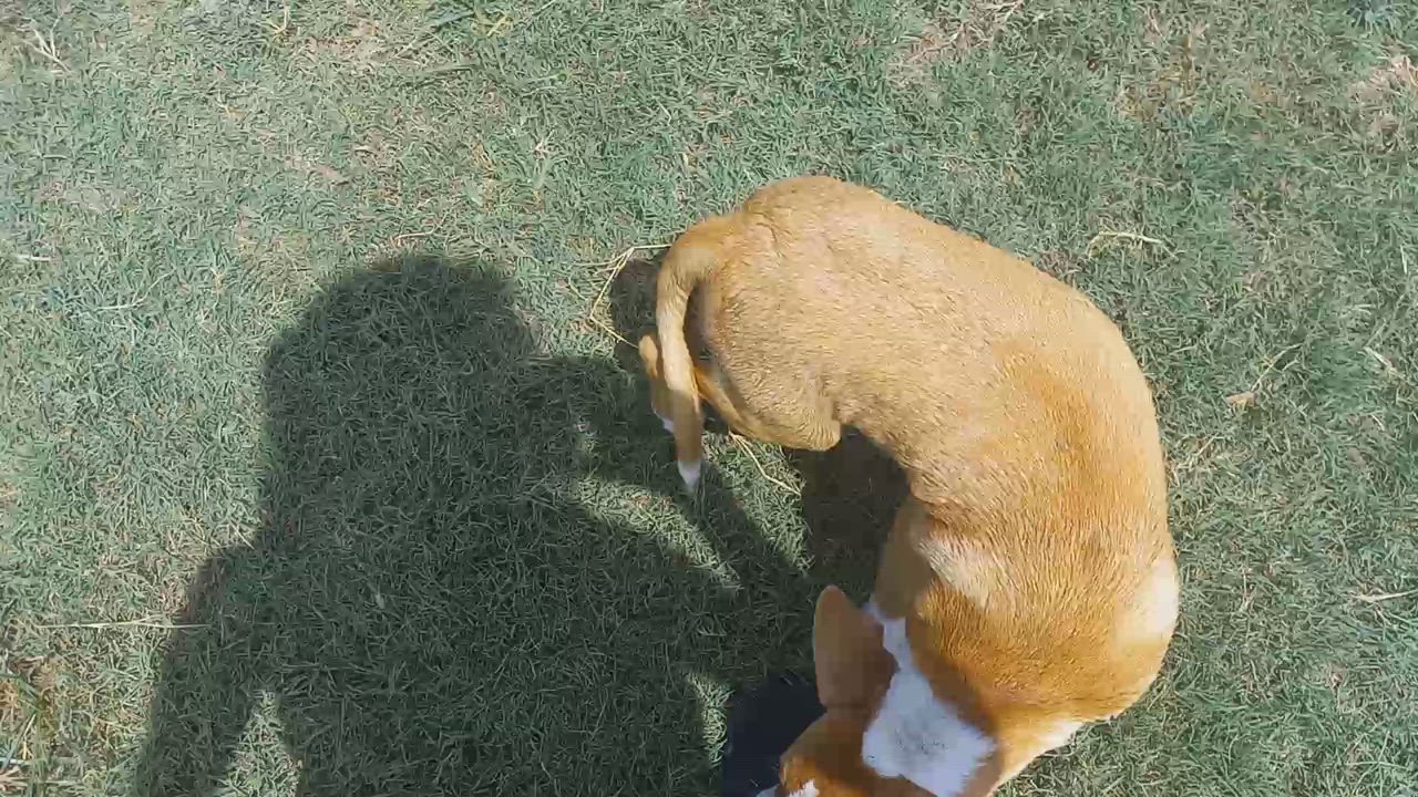 Enlarge Alejandro, a Adoptable mixed breed in Seguin, TX video 5/6