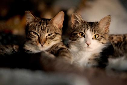 Paulie, Adoptable, Young Male Domestic Short Hair & Domestic Short Hair.