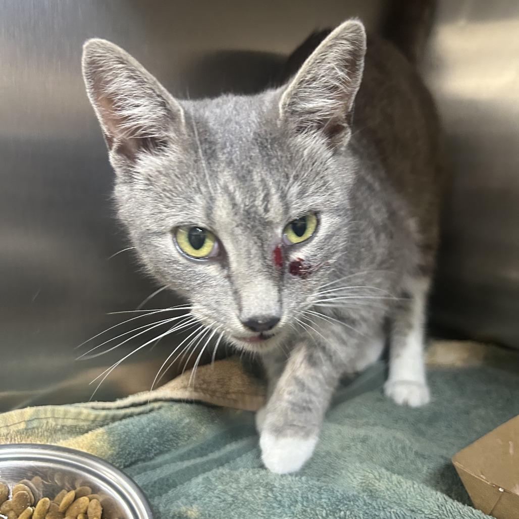 Enlarge ChaCha 26-0376, a Adoptable Domestic Short Hair in Yanceyville, NC image 1/1