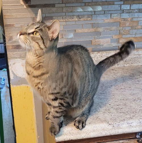 Enlarge Perkins, a Adoptable Domestic Short Hair in Broomall, PA image 1/2