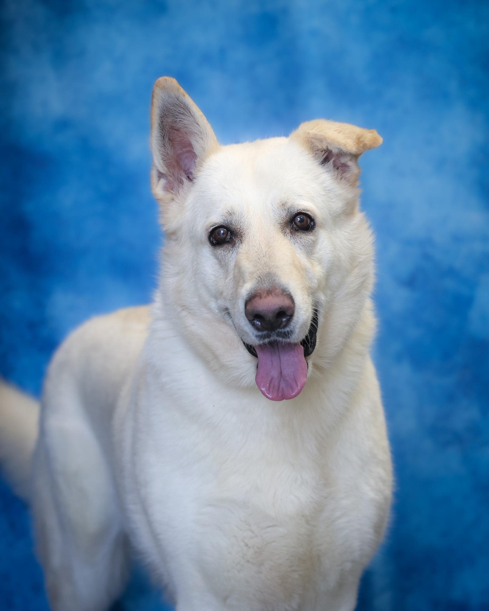 RHIANNON (0375), ADOPTABLE, Young Female German Shepherd Dog.