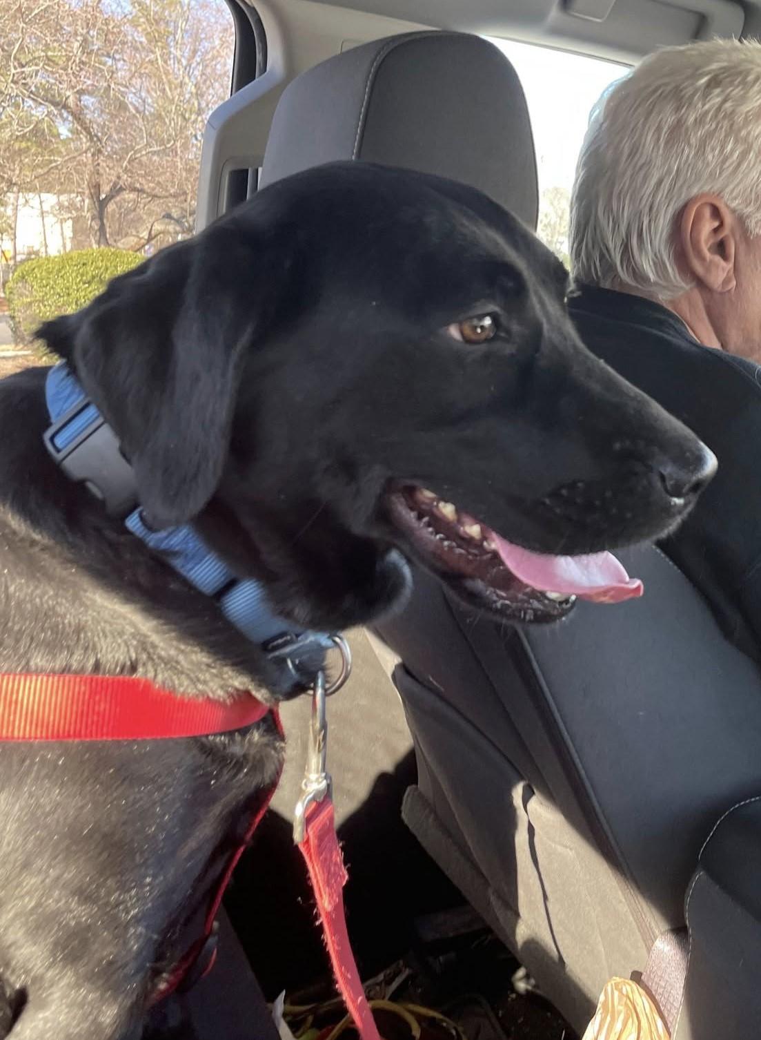 Sugar (formerly Matilda), Adopted, Adult Female Black Labrador Retriever.