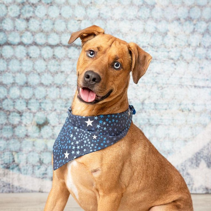 Chip, ADOPTABLE, Adult Male Rhodesian Ridgeback & Husky.