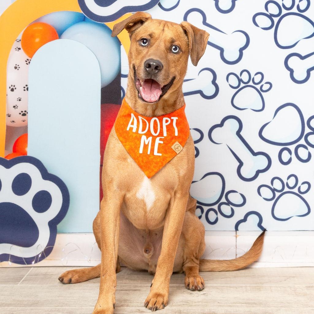 Enlarge Chip, a ADOPTABLE mixed breed in Chatham, NJ image 5/6