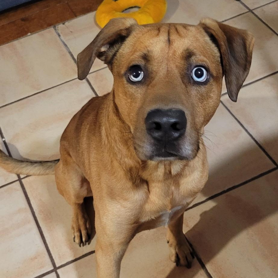 Enlarge Chip, a ADOPTABLE mixed breed in Chatham, NJ image 2/6