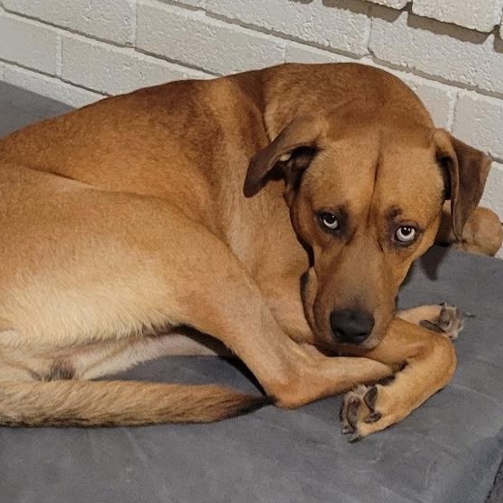 Enlarge Chip, a ADOPTABLE mixed breed in Chatham, NJ image 4/6