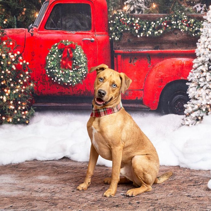 Enlarge Chip, a ADOPTABLE mixed breed in Chatham, NJ image 3/6