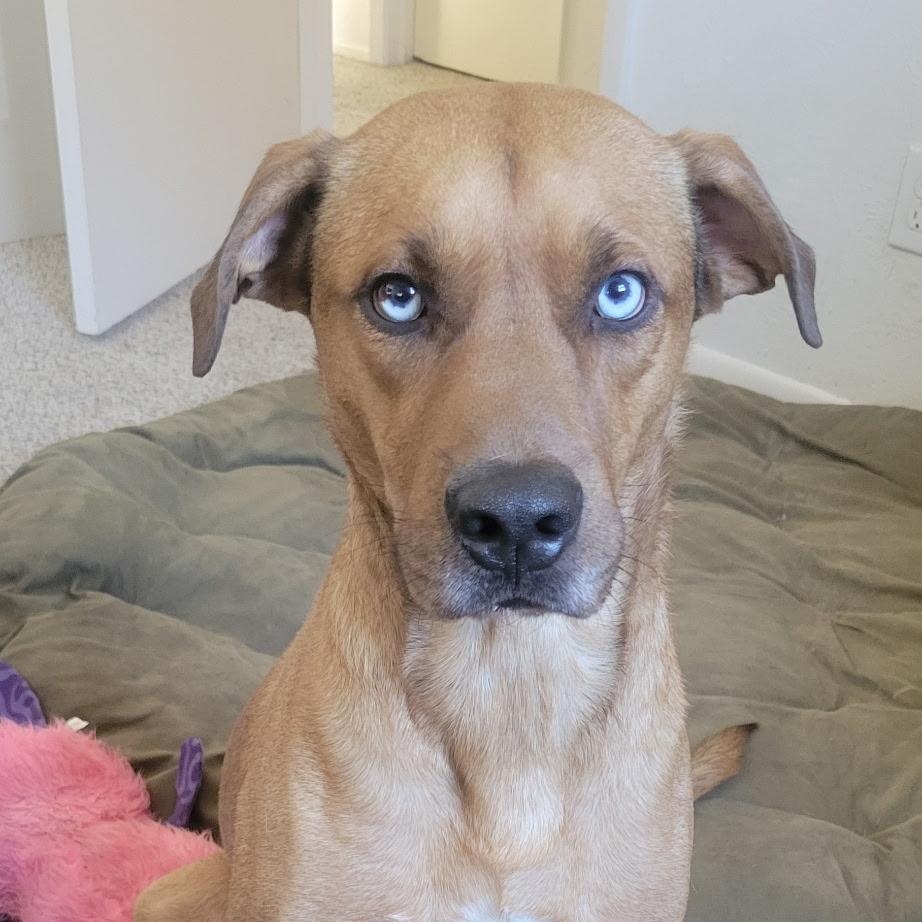 Enlarge Chip, a ADOPTABLE mixed breed in Chatham, NJ image 6/6