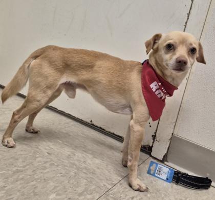 Tito, an adopted mixed breed in Hamilton, OH image 2/2