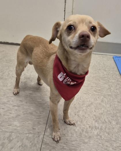 Tito, adopted, Young Male Chihuahua.