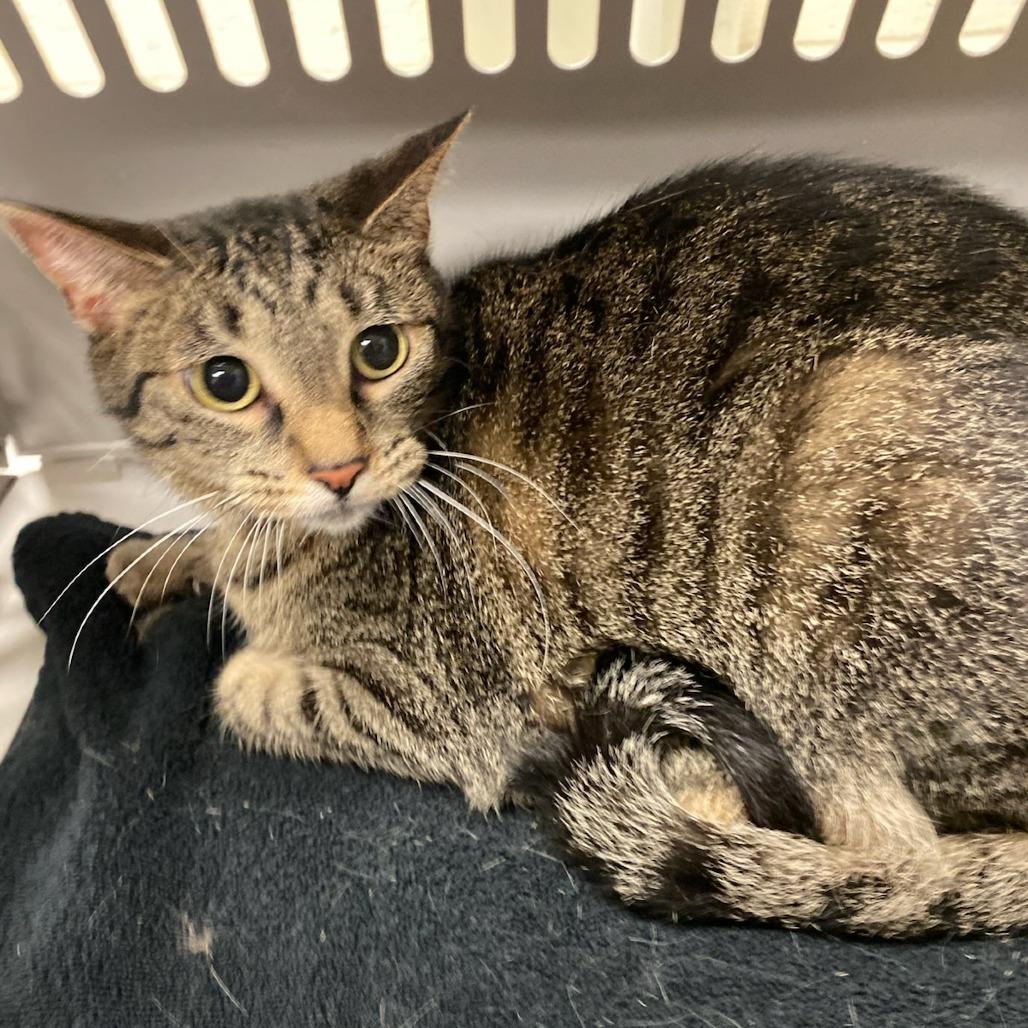 Marsha-30660, Adoptable, Adult Female Domestic Short Hair.