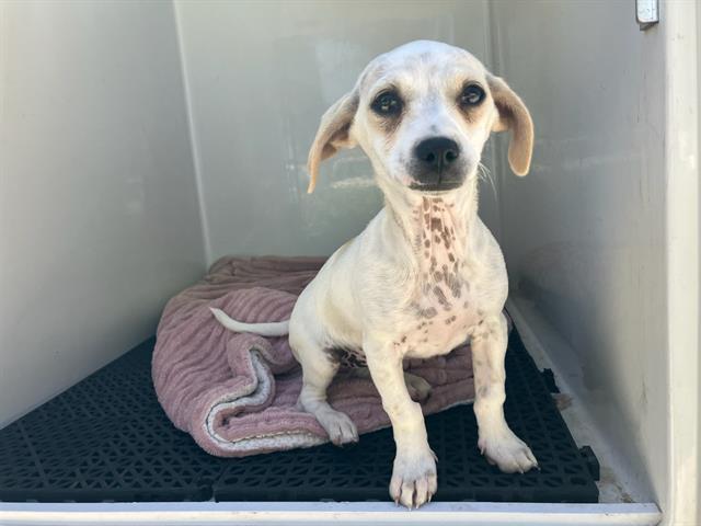 MOLLI, Adoptable, Young Female Chihuahua.