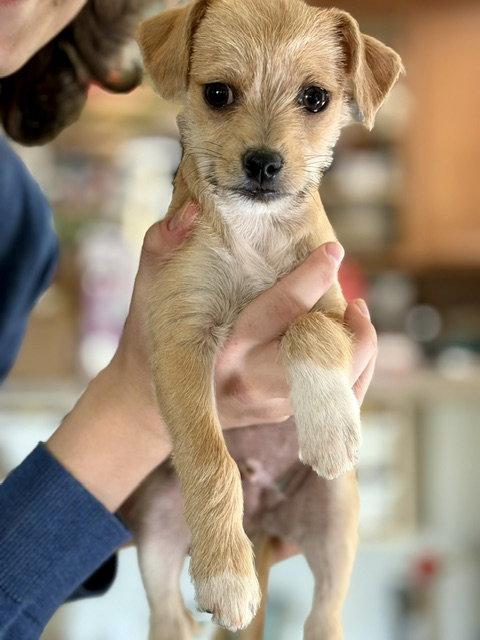 Teddy, Adopted, Puppy Male Terrier.