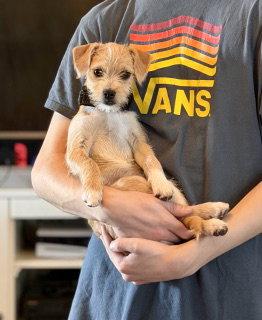 Teddy, a Adopted Terrier in Mesa, AZ image 2/2
