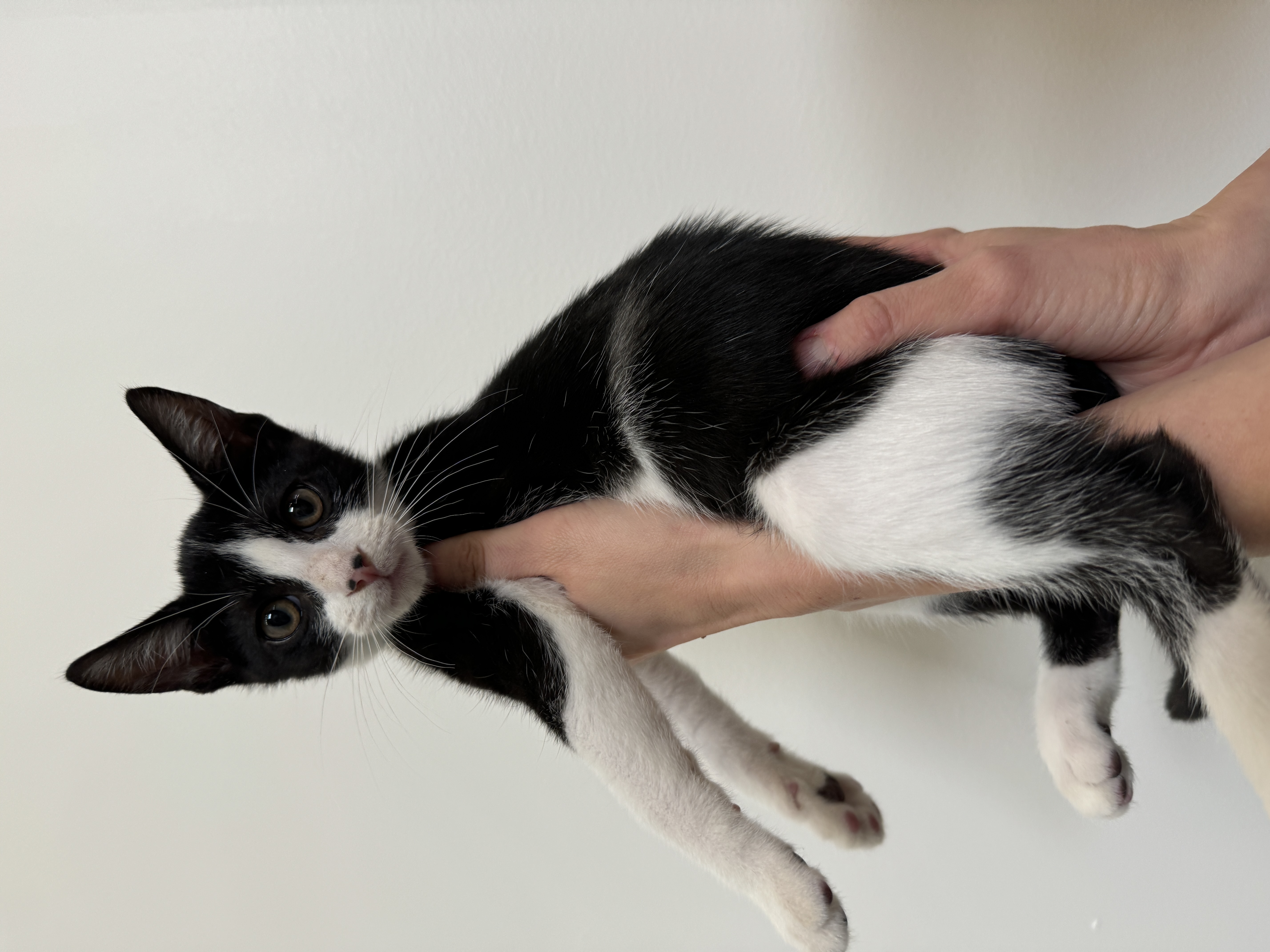 Enlarge Butch, a Adopted Domestic Short Hair in South Pasadena, CA image 1/2