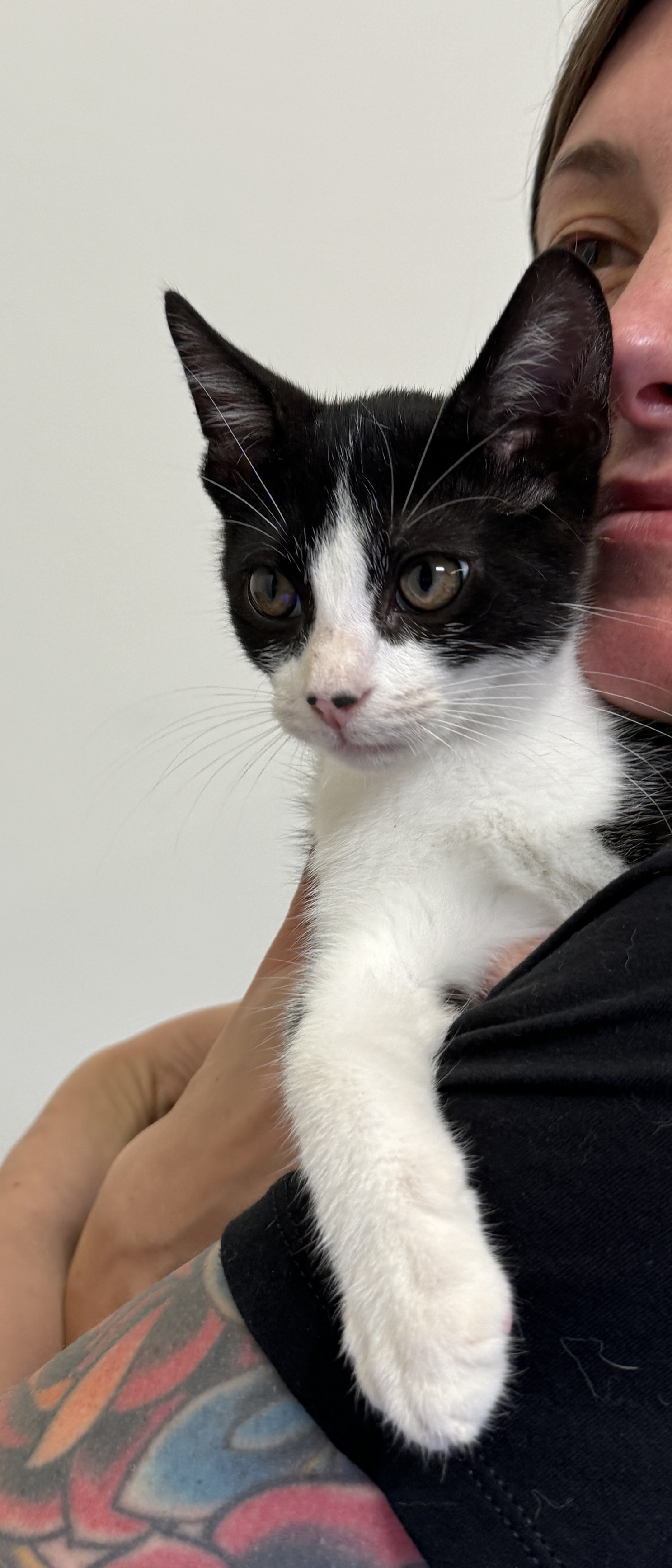 Enlarge Butch, a Adopted Domestic Short Hair in South Pasadena, CA image 2/2