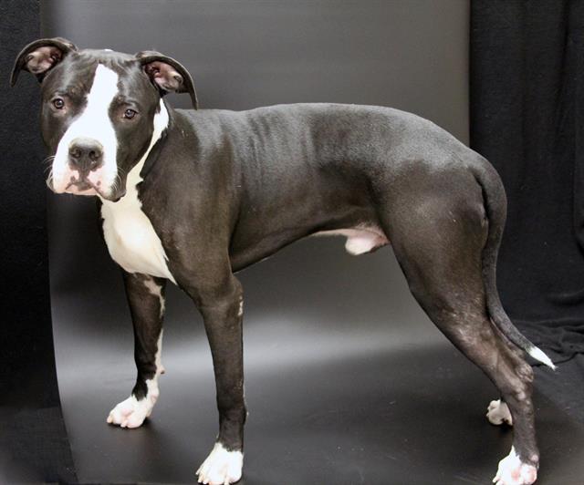 Enlarge TUXEDO, a Adoptable mixed breed in Winter Haven, FL image 1/1