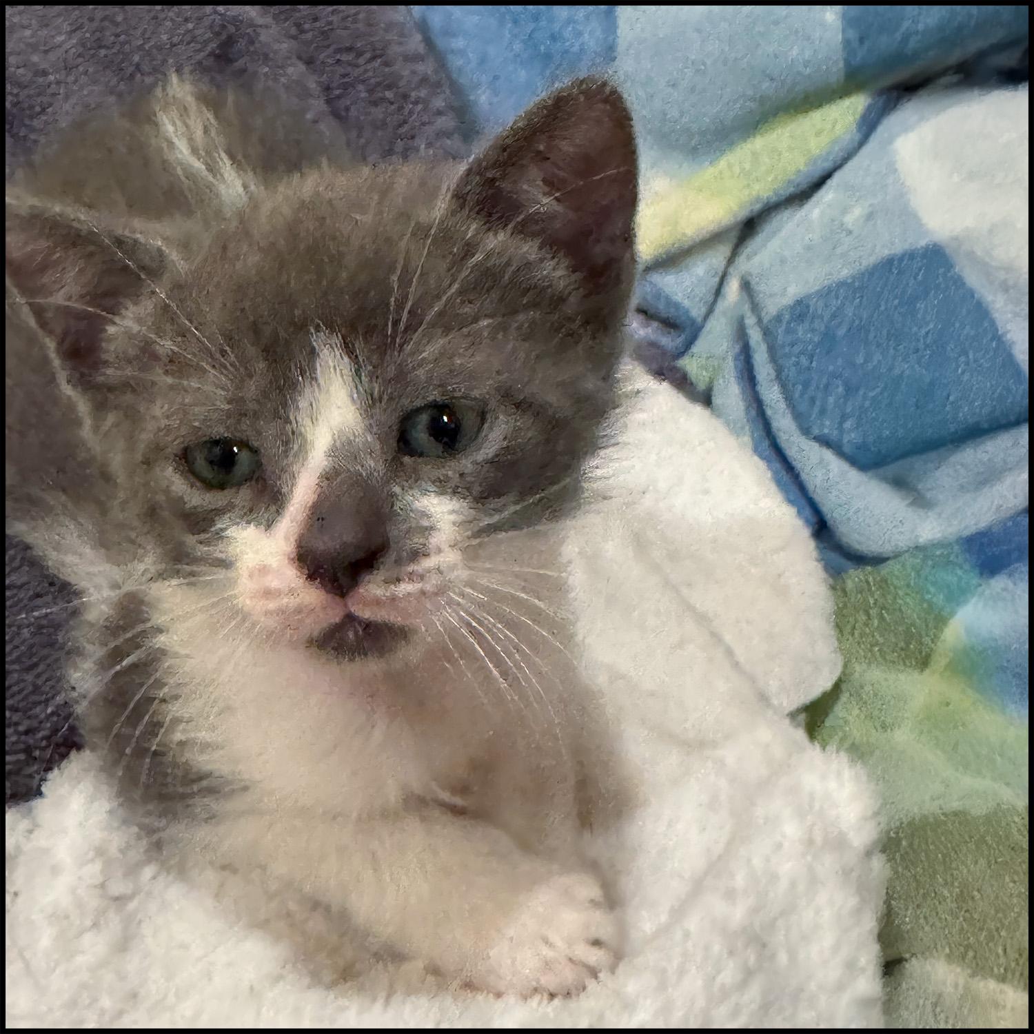 Tatertot photo 4