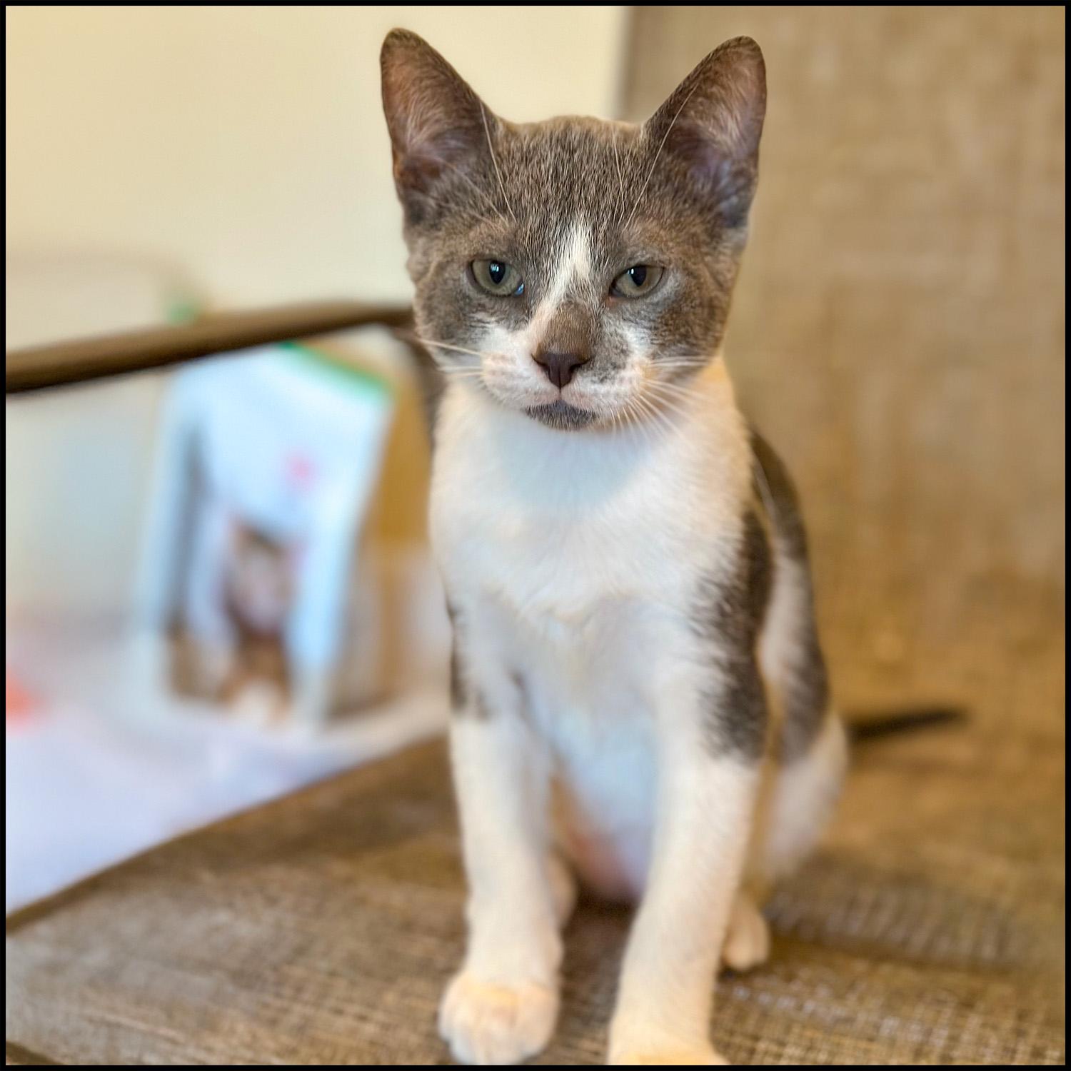 Tatertot photo 3
