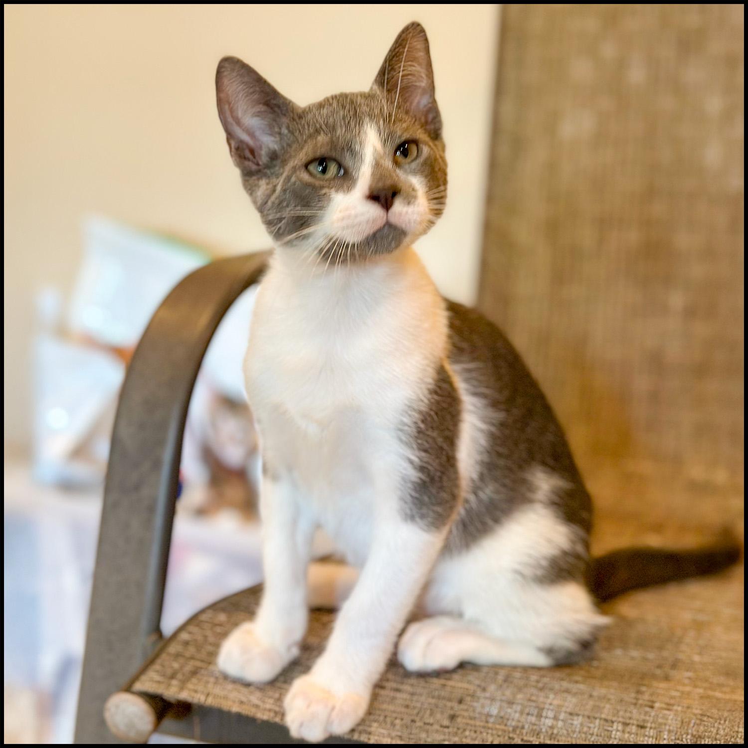 Tatertot, Young Male unknown