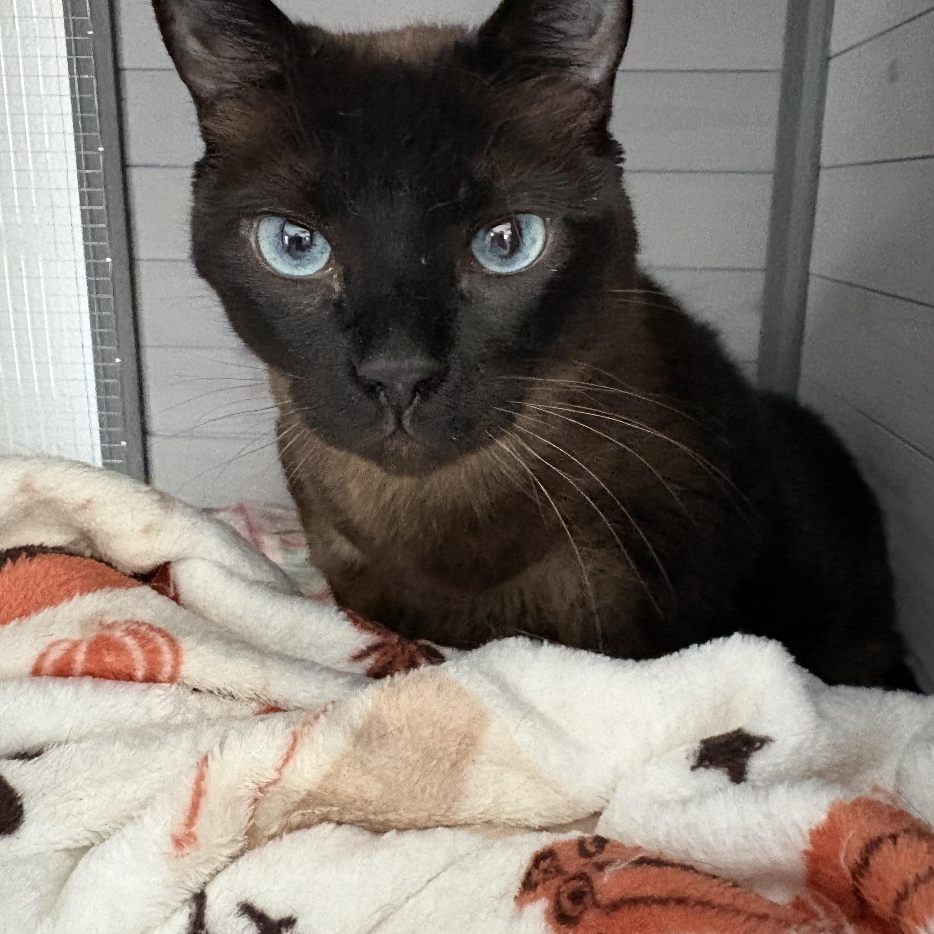 Enlarge Mathilda, a Adoptable Siamese in Goliad, TX image 1/2