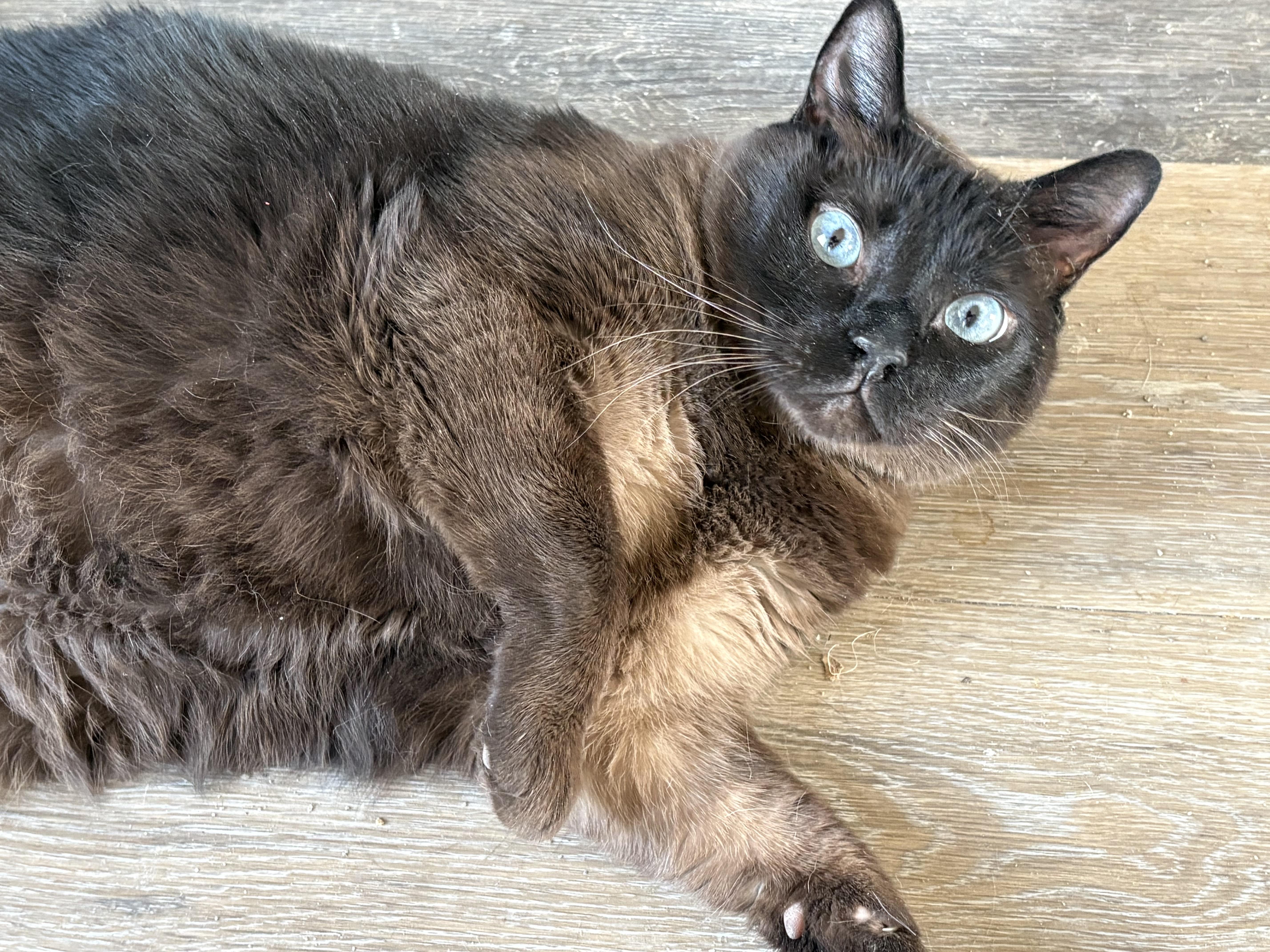 Enlarge Mathilda, a Adoptable Siamese in Goliad, TX image 2/2