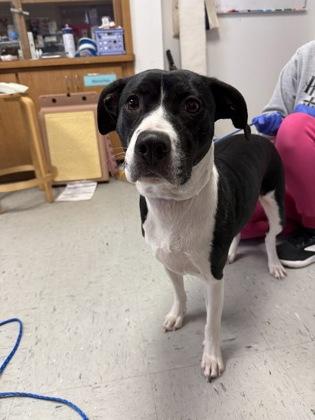 Roxie, ADOPTABLE, Adult Female American Foxhound & English Pointer.
