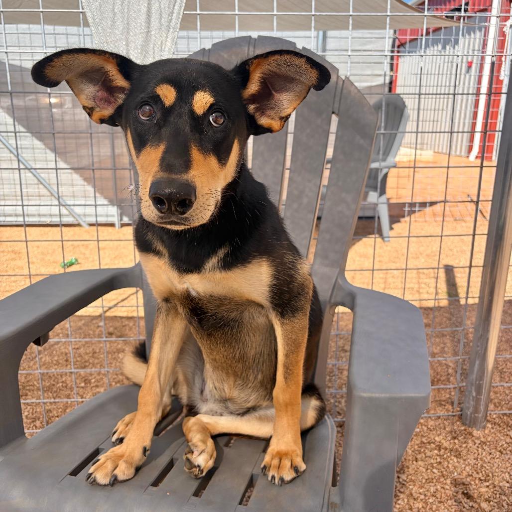 Enlarge Darby KCAC #403.26, a Adoptable mixed breed in Kerrville, TX image 1/6