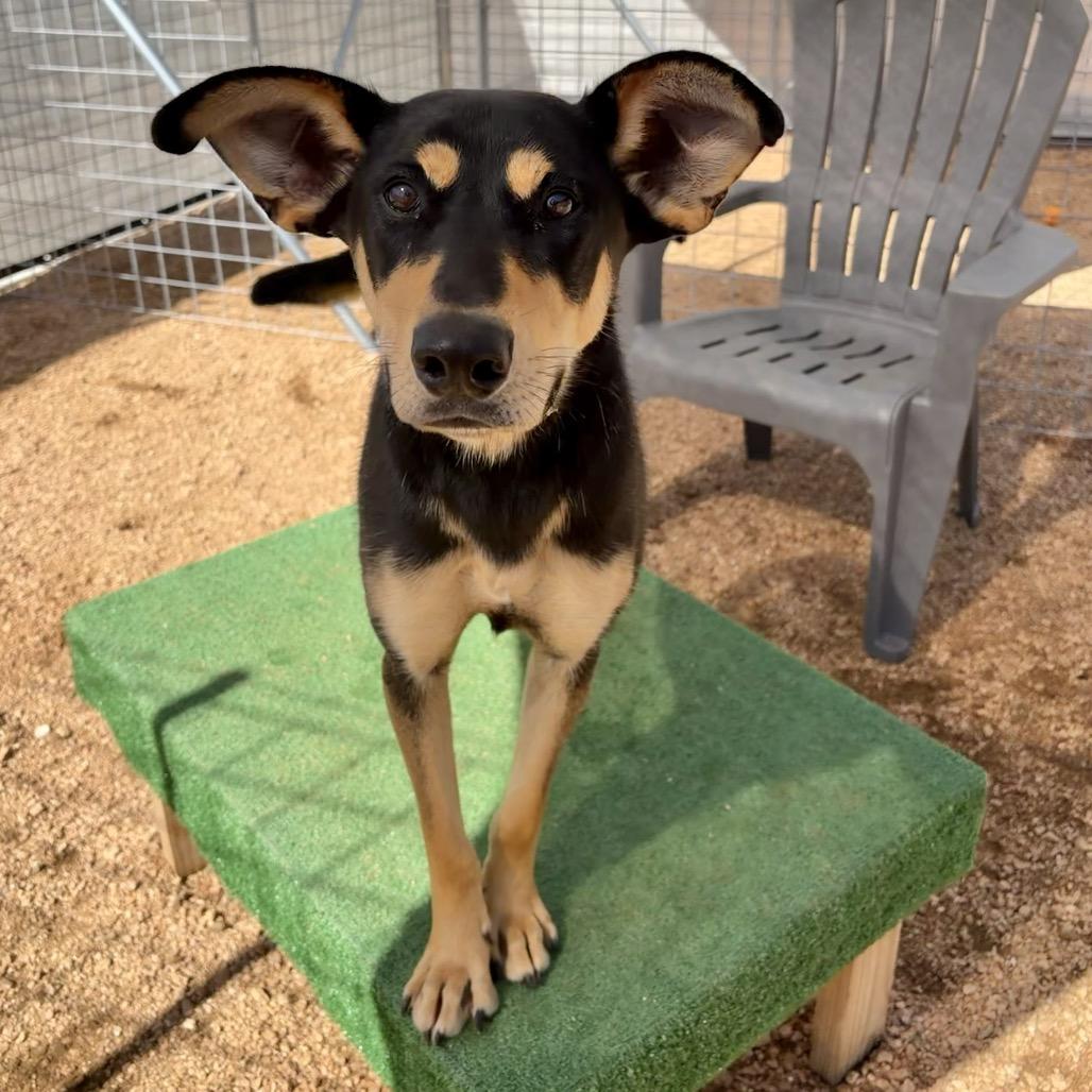 Enlarge Darby KCAC #403.26, a Adoptable mixed breed in Kerrville, TX image 2/6