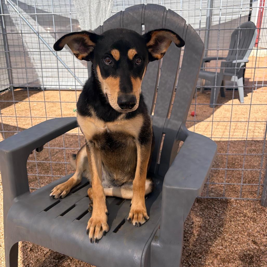Enlarge Darby KCAC #403.26, a Adoptable mixed breed in Kerrville, TX image 3/6