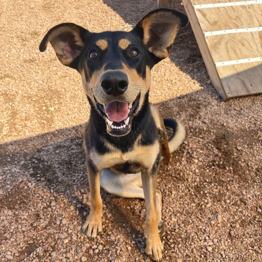Enlarge Darby KCAC #403.26, a Adoptable mixed breed in Kerrville, TX image 4/6