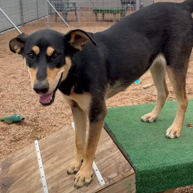 Darby KCAC #403.26, Adoptable, Young Female Shepherd & Mixed Breed.