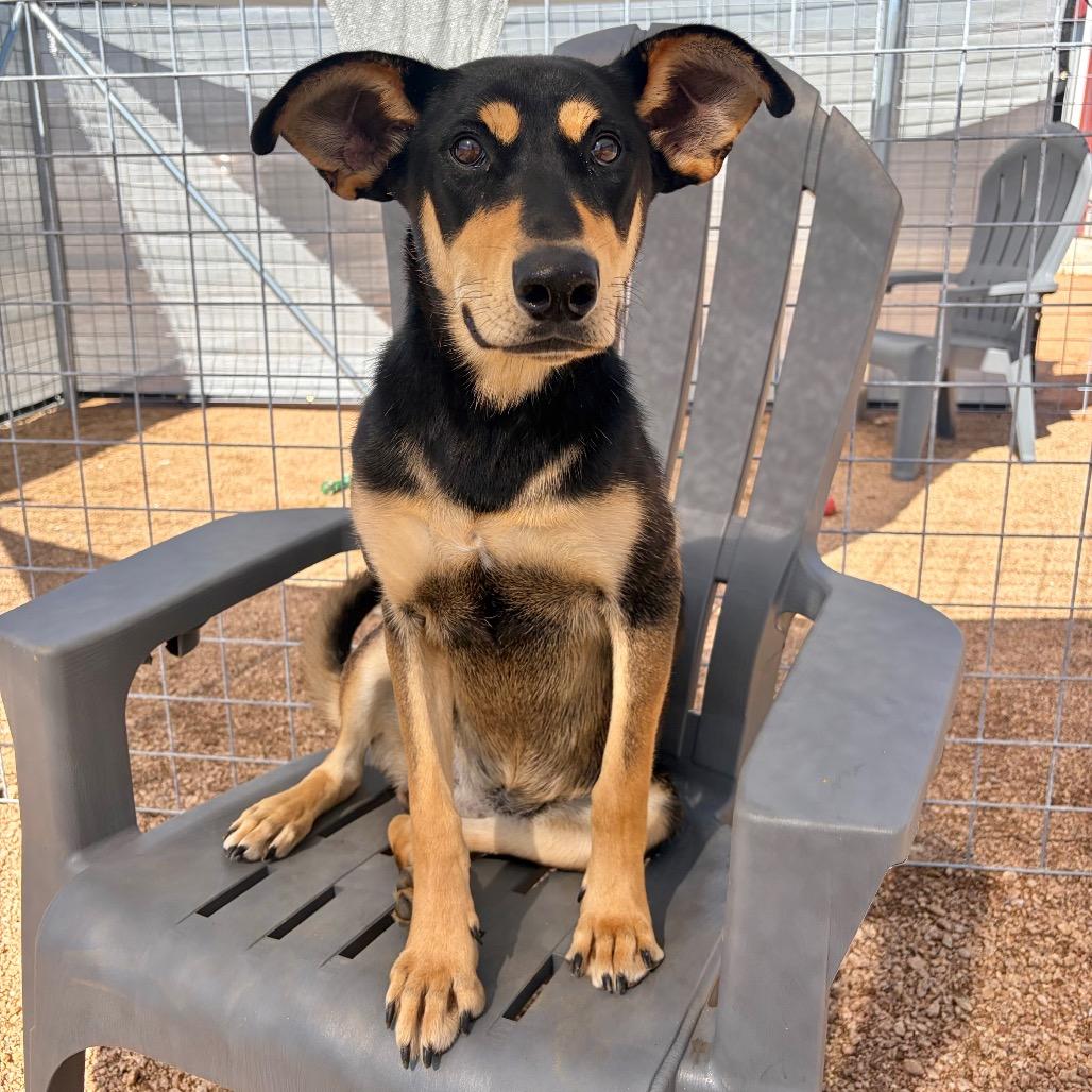 Enlarge Darby KCAC #403.26, a Adoptable mixed breed in Kerrville, TX image 5/6