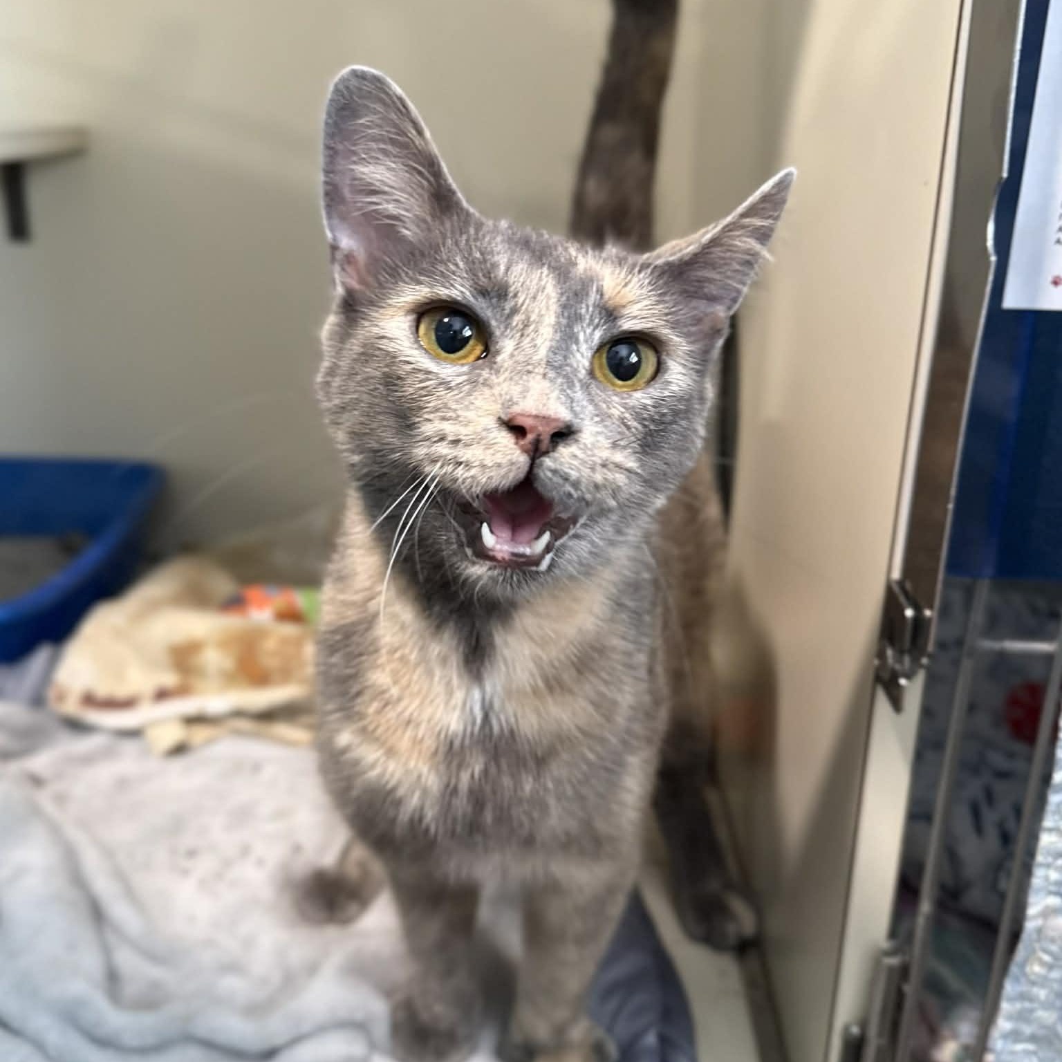 Enlarge Lexus, a ADOPTABLE mixed breed in Penn Yan, NY image 2/4