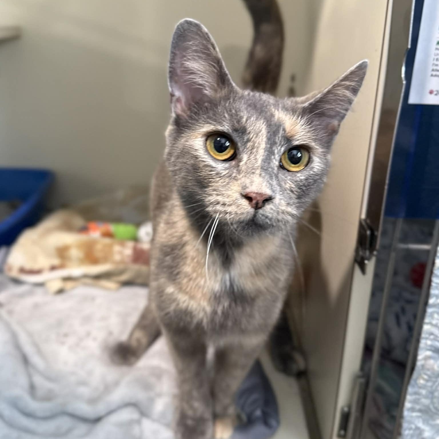 Enlarge Lexus, a ADOPTABLE mixed breed in Penn Yan, NY image 4/4