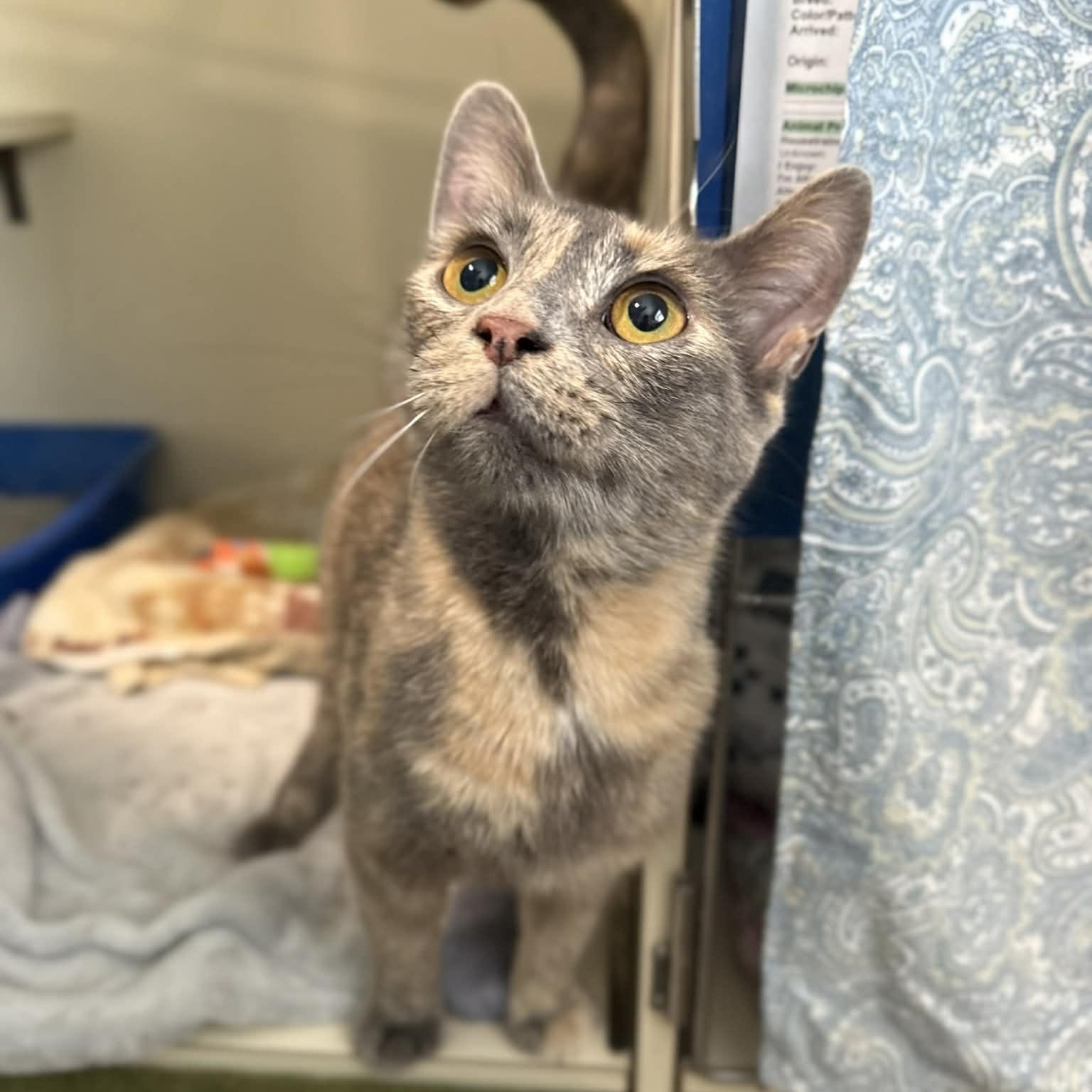 Enlarge Lexus, a ADOPTABLE mixed breed in Penn Yan, NY image 3/4