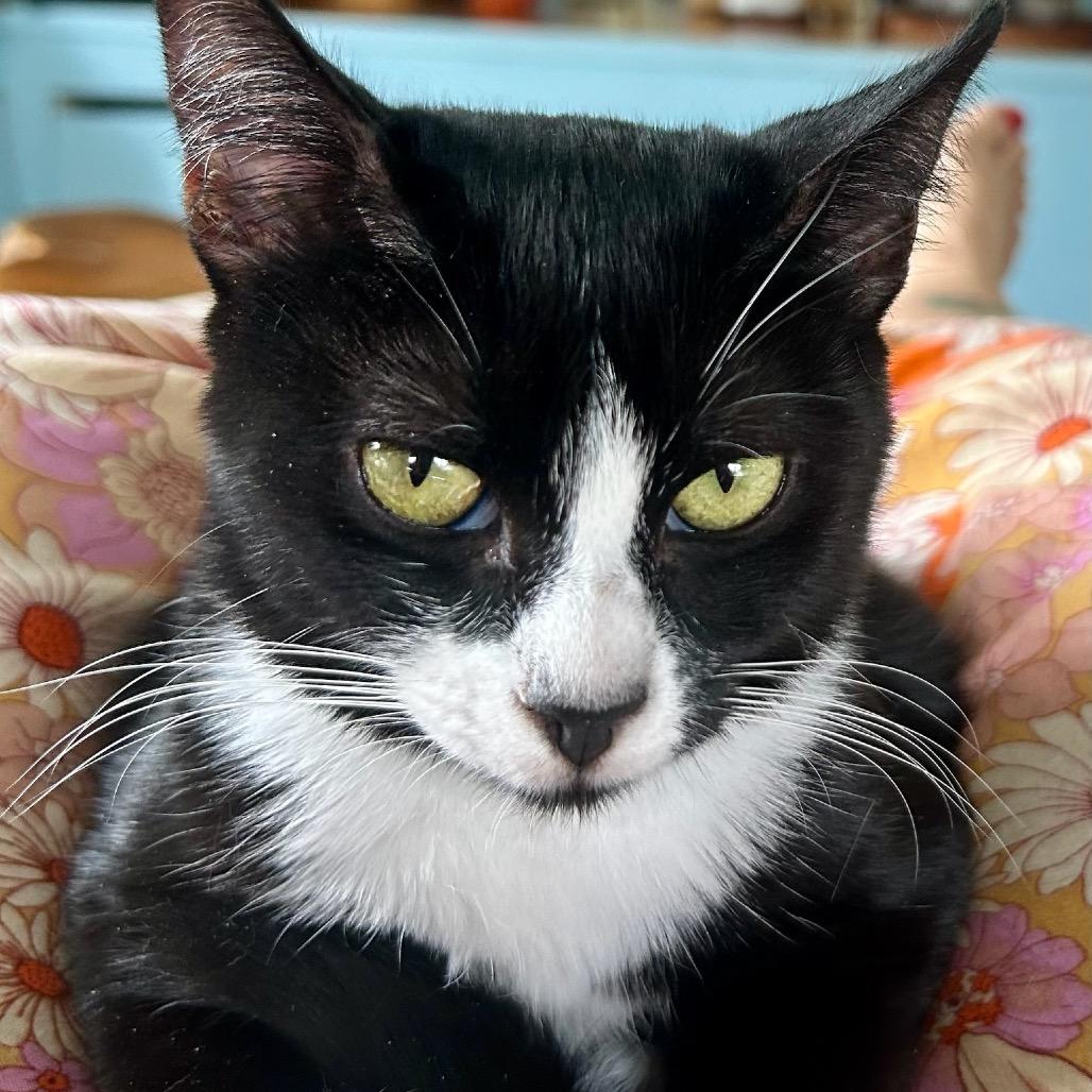 Cleo, a Adoptable Domestic Short Hair in Pahoa, HI image 2/5