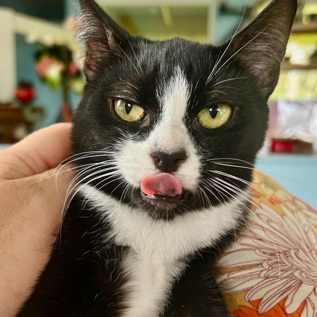 Cleo, a Adoptable Domestic Short Hair in Pahoa, HI image 3/5